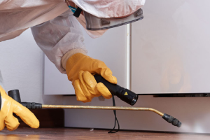 Messie Schädlingsbekämpfung Speyer